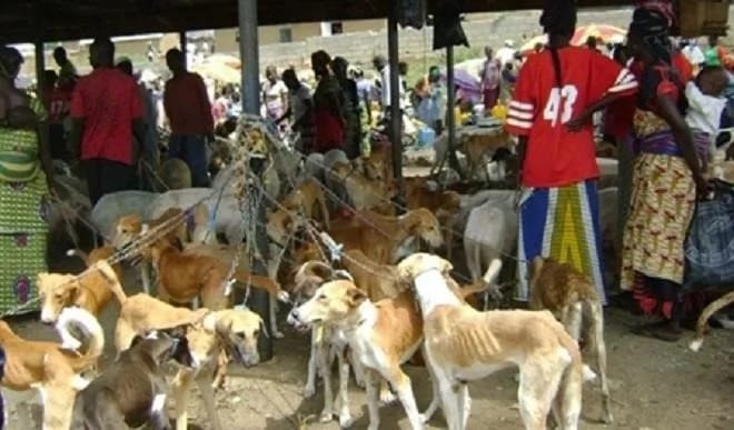 Strange! Ekiti residents turn to dogs for meat